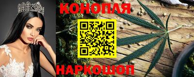 стаф Гай